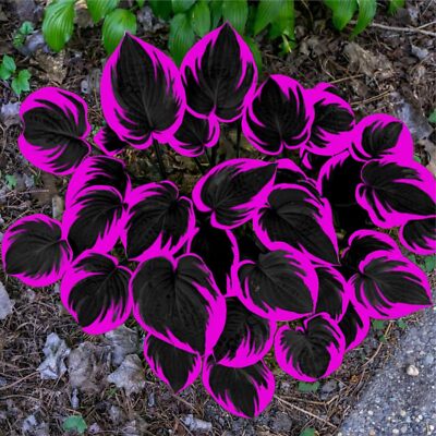 Rare Multicolor Hosta Seed + 100 Grams Organic Potmix Free