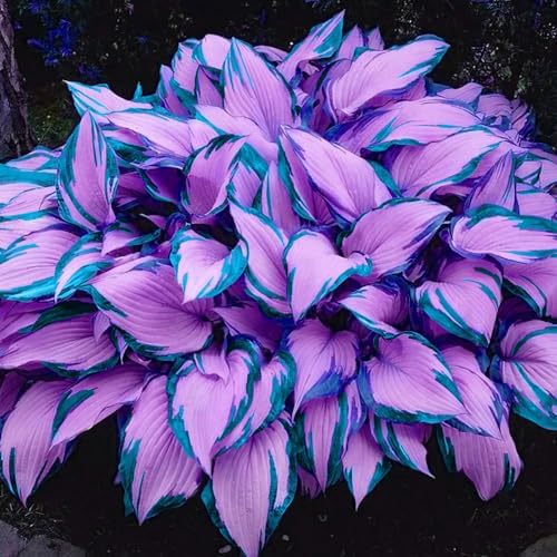 Rare Multicolor Hosta Seed + 100 Grams Organic Potmix Free