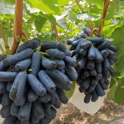 Imported Sweet Sapphire Grape Seeds