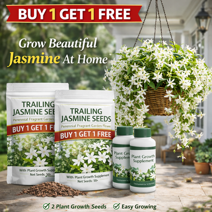 Trailing Midnight Perfume Jasmine Seeds BUY 1 GET 1 FREE
