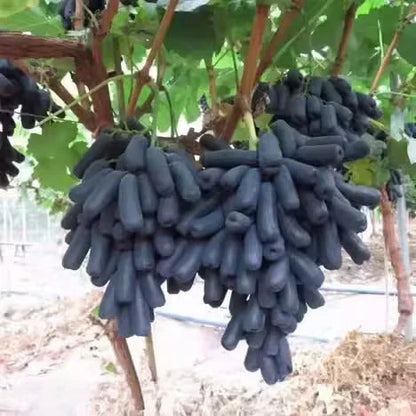 Imported Sweet Sapphire Grape Seeds