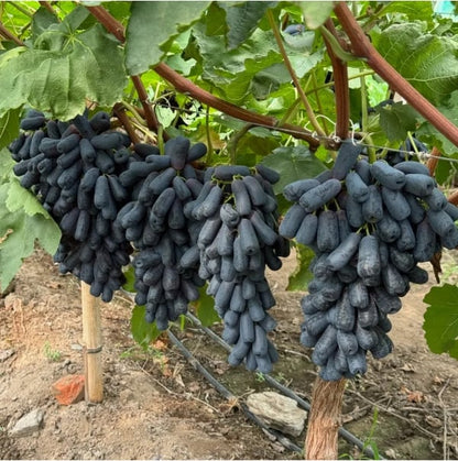 Imported Sweet Sapphire Grape Seeds